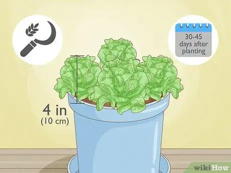 Image intitulée Grow Lettuce Indoors Step 11