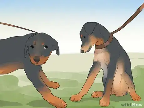 Image intitulée Care for a Rottweiler Puppy Step 14