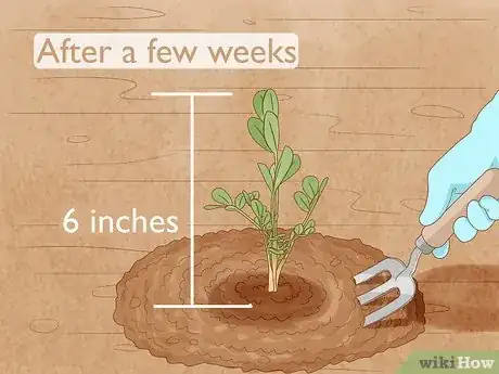 Image intitulée Grow Peanuts Step 11