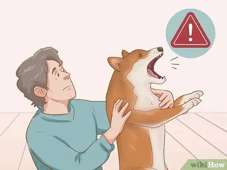 Image intitulée Choose a Shiba Inu Puppy Step 4