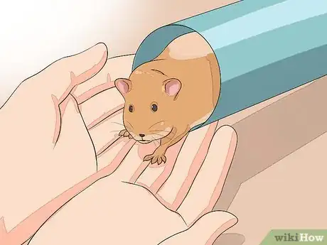 Image intitulée Hold a Hamster Step 11