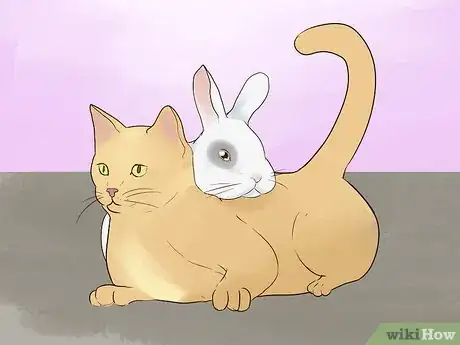 Image intitulée Keep a Rabbit and a Cat Step 8