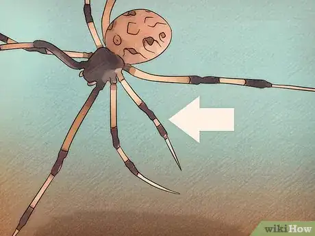 Image intitulée Identify a Brown Widow Spider Step 3