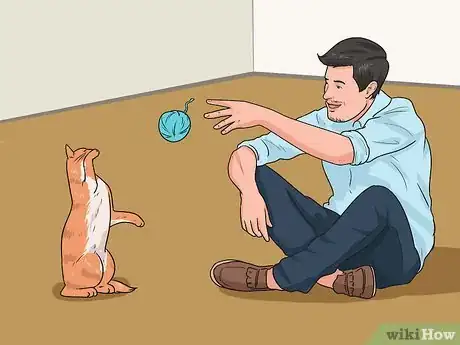 Image intitulée Play Fetch With Your Cat Step 3