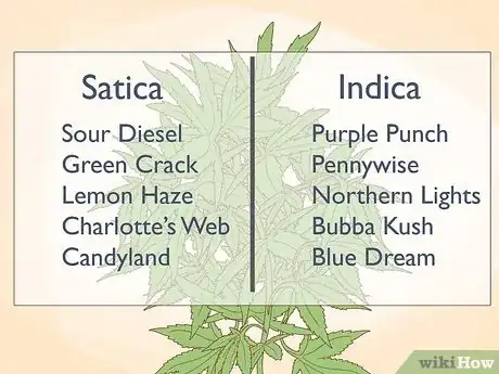 Image intitulée Tell the Difference Between Indica and Sativa Step 1