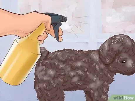 Image intitulée Care for a Toy Poodle Step 8