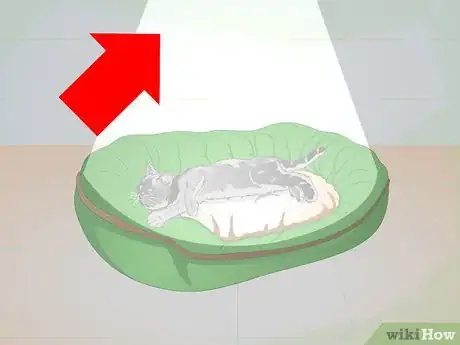 Image intitulée Care for Your Cat After Neutering or Spaying Step 3