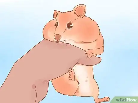 Image intitulée Sex a Hamster Step 4