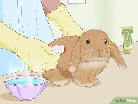 Image intitulée Care for an Injured Rabbit Step 7