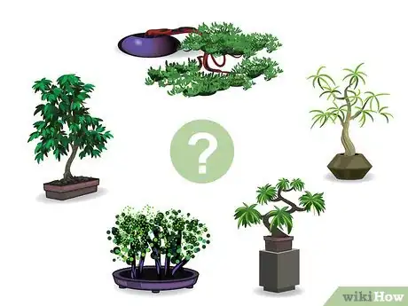 Image intitulée Start a Bonsai Tree Step 01