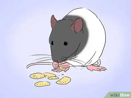 Image intitulée Tame a Rat Step 6