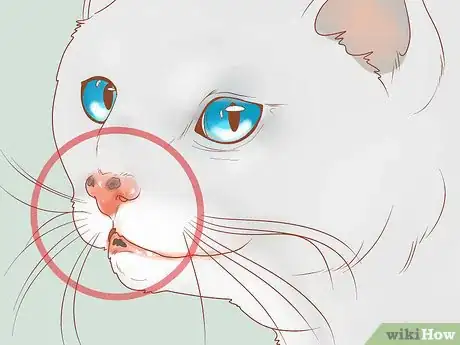 Image intitulée Recognize Skin Cancer in Cats Step 3