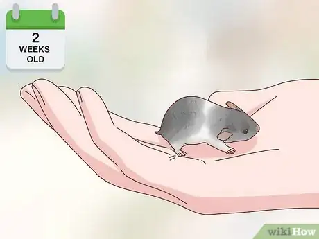 Image intitulée Care for Hamster Babies Step 17