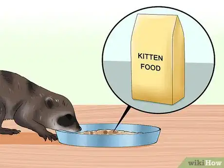 Image intitulée Feed a Baby Raccoon Step 12