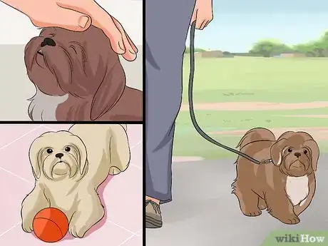 Image intitulée Train Your Shih Tzu Step 10