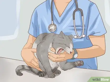 Image intitulée Save a Choking Cat Step 12