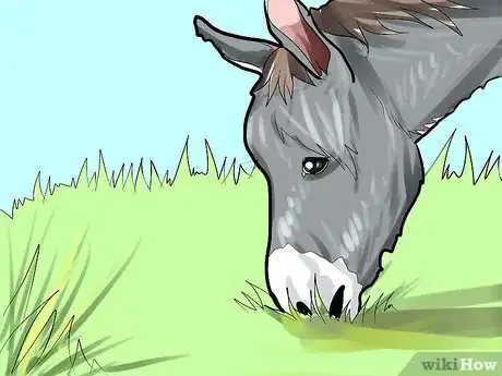 Image intitulée Care for a Donkey Step 4