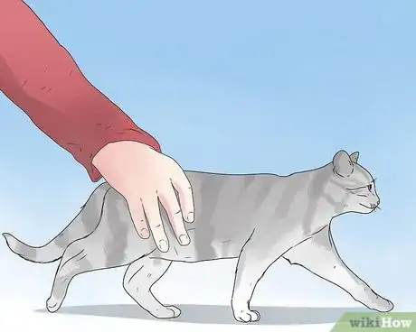 Image intitulée Care for an FIV Infected Cat Step 14