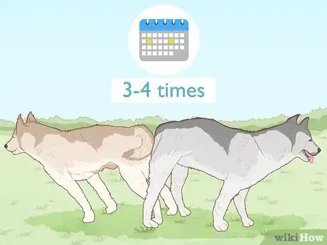 Image intitulée Breed Husky Dogs Step 7