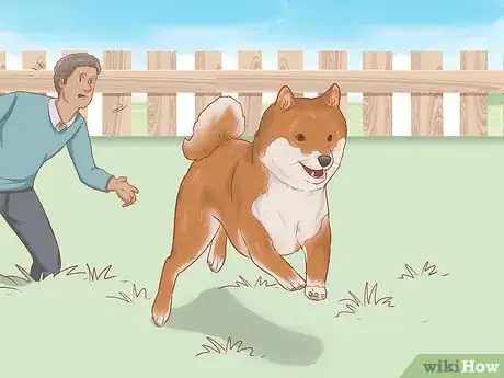 Image intitulée Choose a Shiba Inu Puppy Step 3