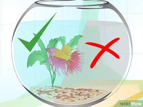 Image intitulée Care for a Betta Fish in a Vase Step 10