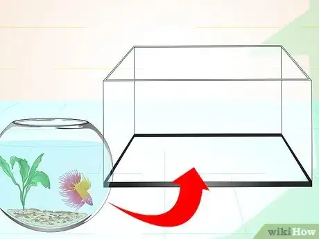 Image intitulée Care for a Betta Fish in a Vase Step 11