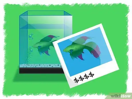 Image intitulée Breed Betta Fish Step 21