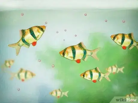 Image intitulée Cycle a Fish Tank Step 3