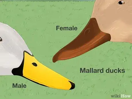 Image intitulée Tell the Difference Between Male and Female Ducks Step 2