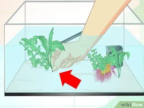 Image intitulée Care for a Betta Fish in a Vase Step 15