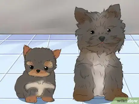 Image intitulée Choose a Yorkie Puppy Step 5