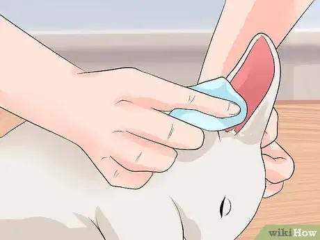 Image intitulée Clean Your Rabbit's Ears Step 8
