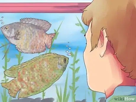 Image intitulée Breed Gouramis Step 3