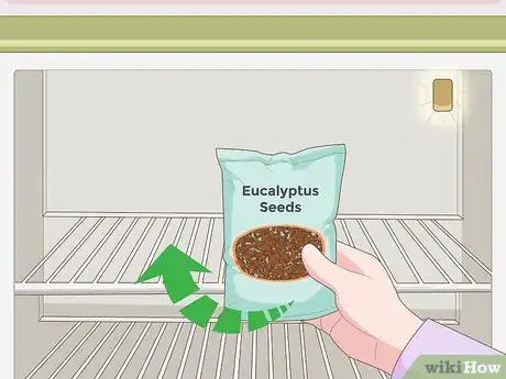 Image intitulée Grow Eucalyptus Step 1