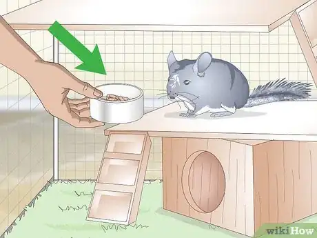 Image intitulée Care for Chinchillas Step 11