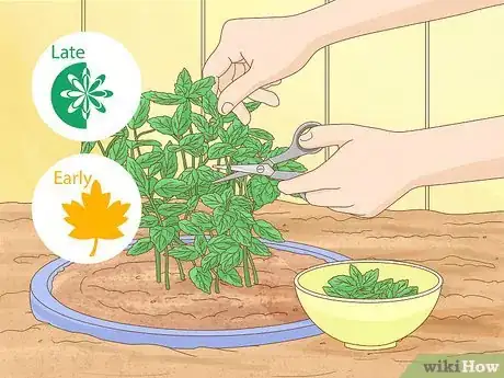 Image intitulée Grow Mint Step 16