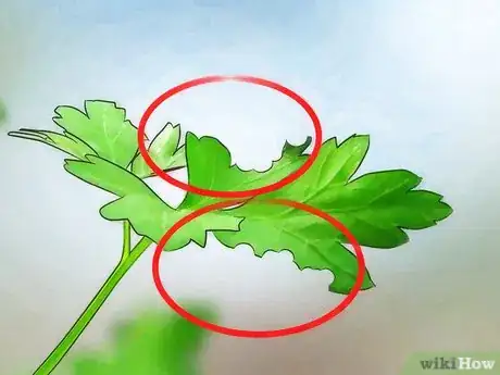 Image intitulée Take Care of a Caterpillar Until It Turns Into a Butterfly or Moth Step 5