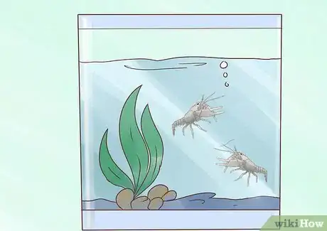 Image intitulée Catch Crawfish Step 11