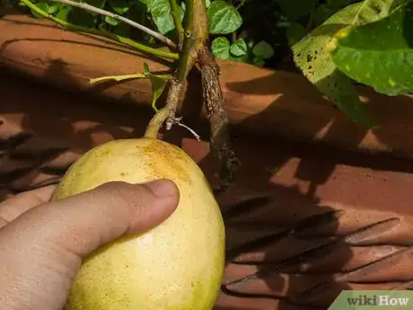 Image intitulée Ripen Lemons Step 18