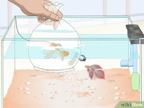 Image intitulée Prevent and Treat Popeye in Betta Fish Step 6