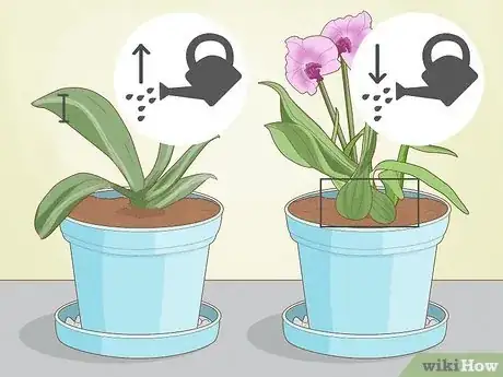 Image intitulée Grow Orchids Step 10