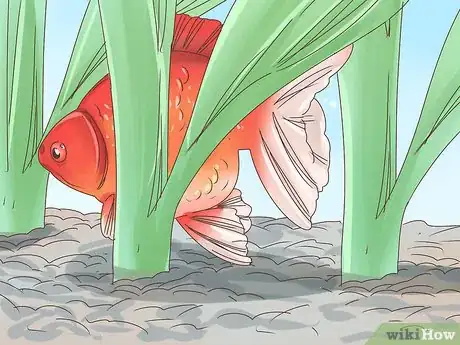 Image intitulée Tell if a Goldfish Is Pregnant Step 6