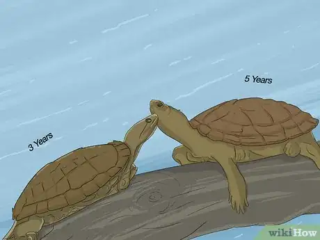 Image intitulée Breed Turtles Step 2