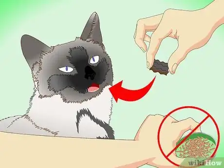 Image intitulée Get Rid of Dry Skin on Cats Step 2