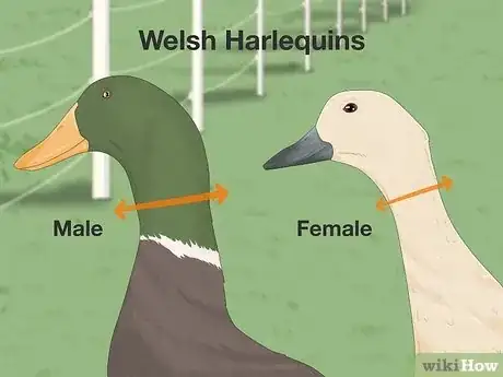 Image intitulée Tell the Difference Between Male and Female Ducks Step 3