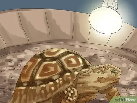 Image intitulée Care for a Tortoise Step 19