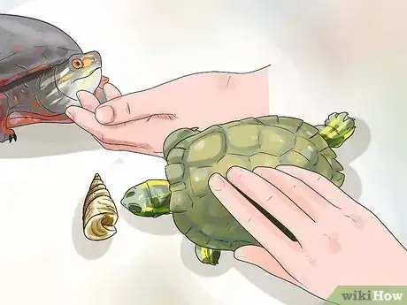 Image intitulée Keep Your Turtle Happy Step 10