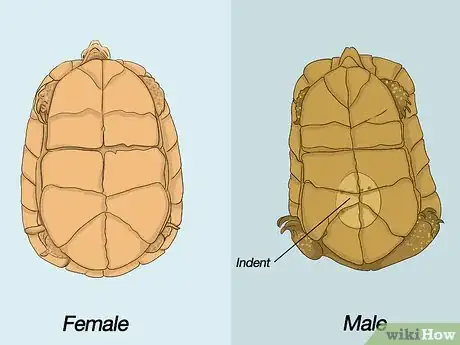 Image intitulée Breed Turtles Step 1