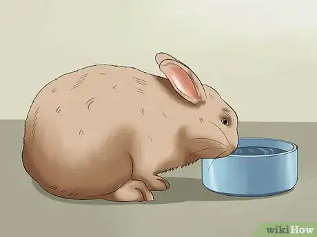 Image intitulée Feed a House Rabbit Step 10
