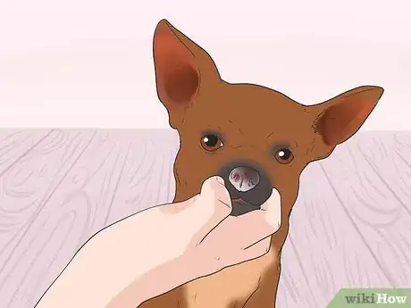 Image intitulée Treat Anemia in Dogs Step 4